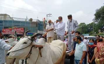 गाड़ी से उतर बैलगाड़ी पर सवार हुए पूर्व मुख्यमंत्री, हरीश रावत को बैलों को सवारी करना पड़ा भारी-जानिए क्या है मामला